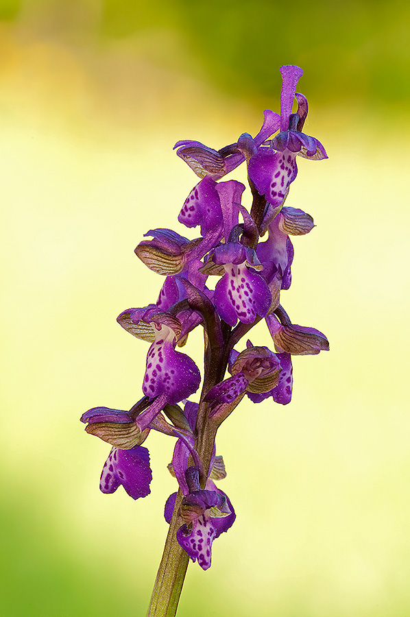 da determinare 5 (Anacamptis morio)